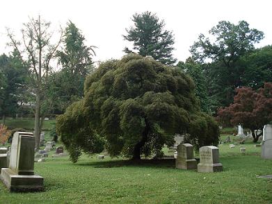 smr hang tree.JPG